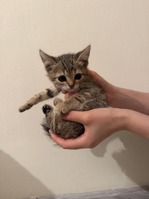 отдам котят в добрые руки