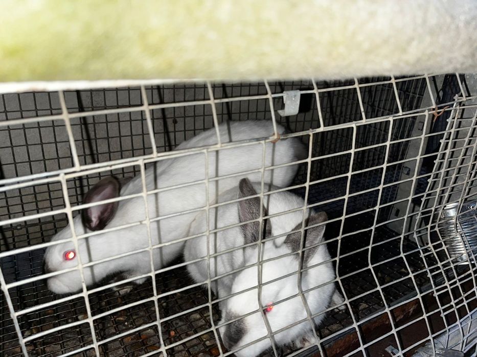 Продаються кролики