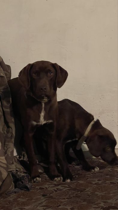 Продам собак породы Курцхаар