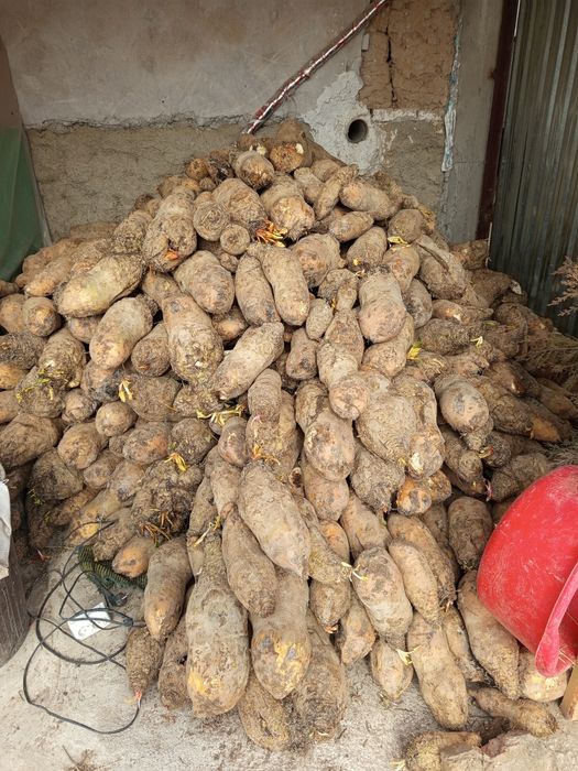 Qand lavlagi bor mol qoʻylar uchun