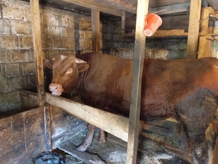 Vând taur de un an jumătate