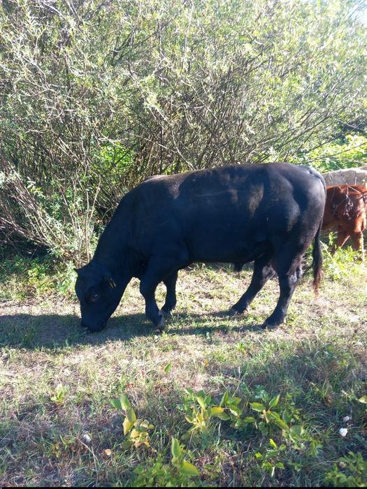 De vanzare taur angus de doi ani jumate