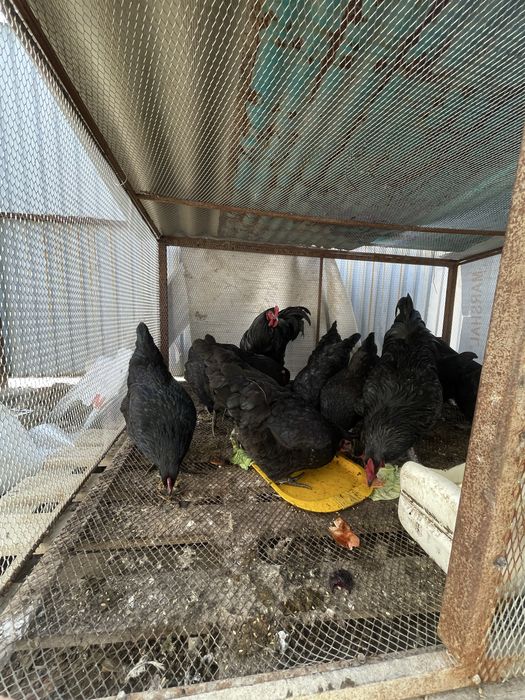 Джерсий гигант жетысайда