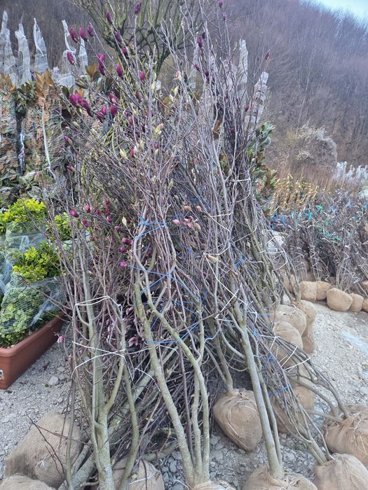 Magnolie grandiflora