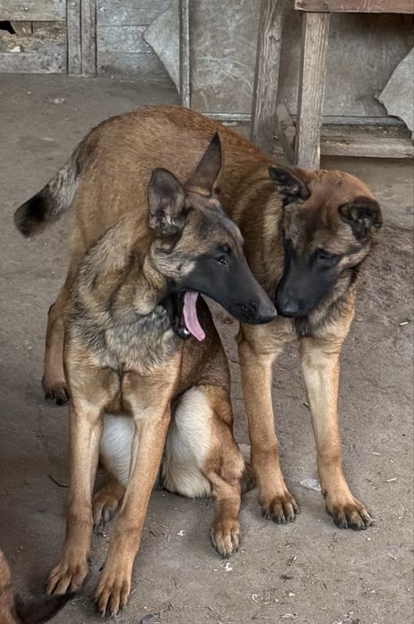 Кученца Белгийски овчарки