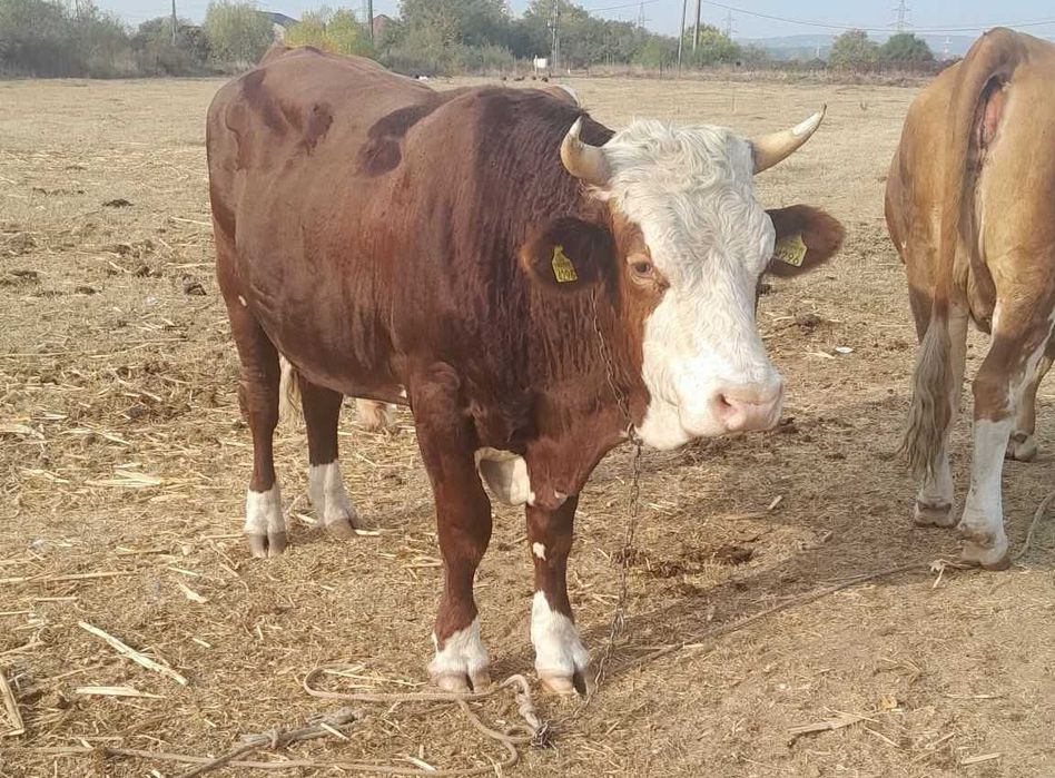 Vand juninca gestanta in luna a 9-a Simmental si taur Simmental