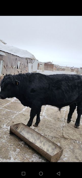 Бык на племя ангус