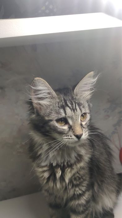 Кошка,5-6 месяцев