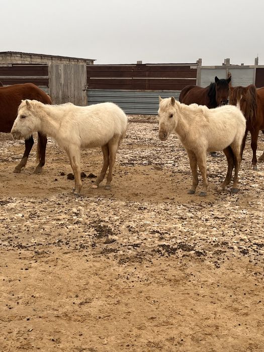 Жабағылар сатылады.