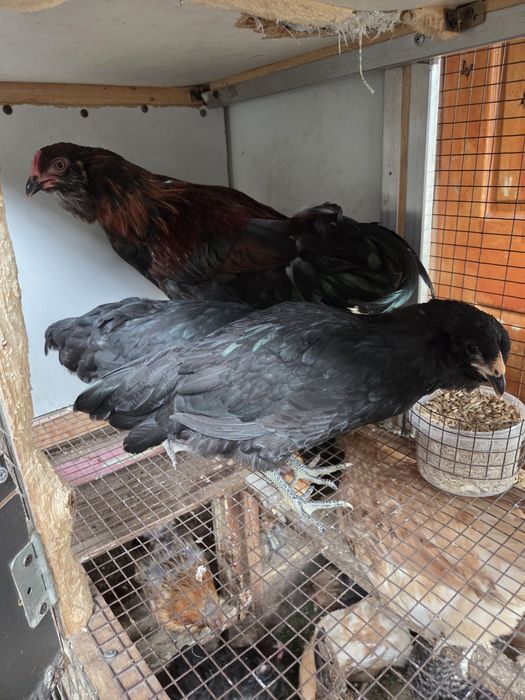 Молодая семья амераукана.