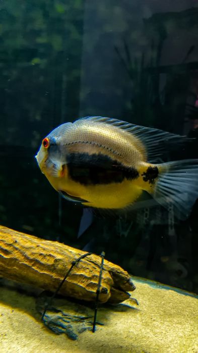 уару клинопятнистая