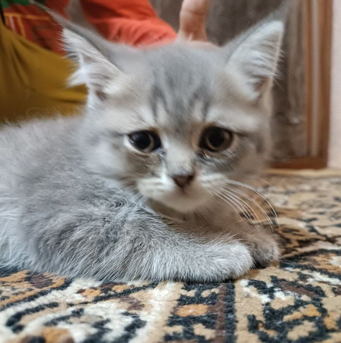 Котята скотиш страйт