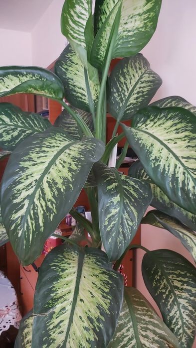 Vînd planta ornamentala