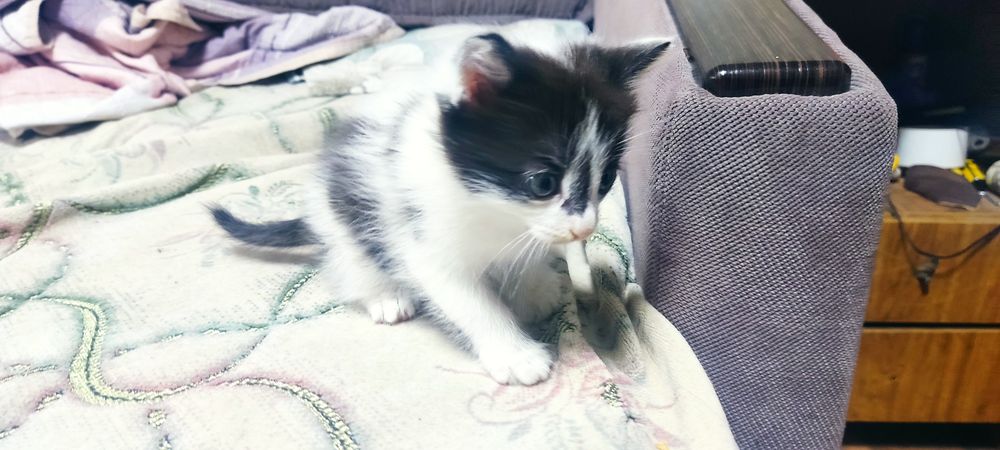 Котик 1 месяц отдам в добрые руки