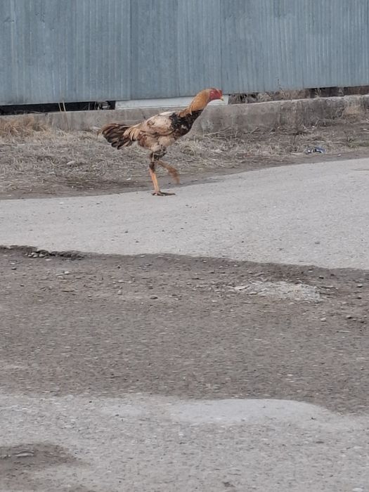 Дакан шөжелер сатылады