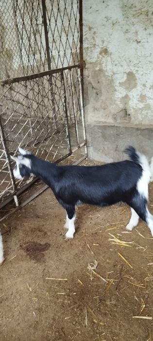 Зотли эчкимиз сотилади пули макул келса