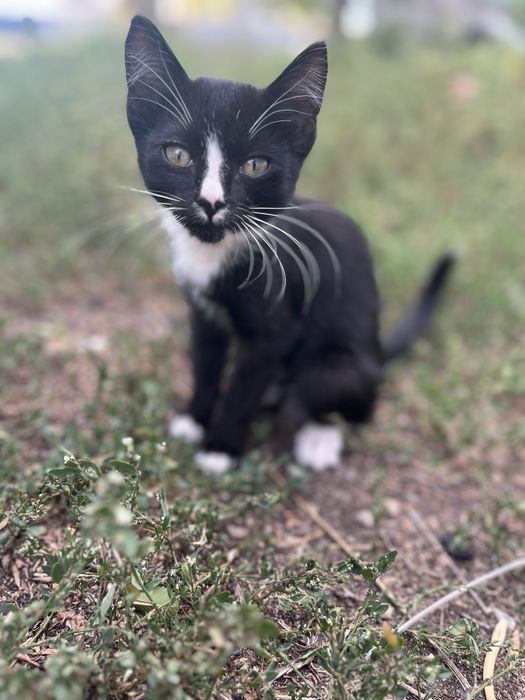Отдам котят в добрые руки