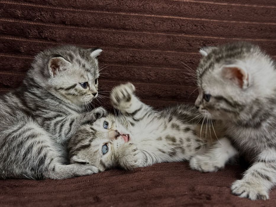 Котенок девочка шотландской породы