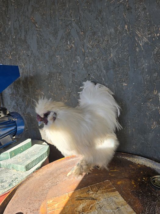 Vând cocos mătase japoneza