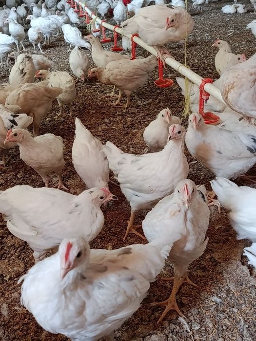 Uch oyli makyon loman sendi nesushka jo'jalar sotiladi. Dostavka tekin