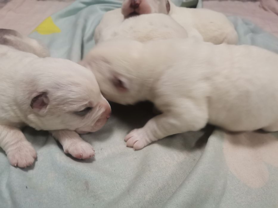 Щенки Алабайчики