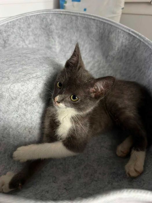 Особенный котик ищет дом