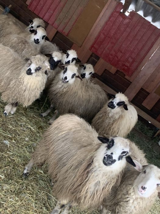 Vand 10 carlani  16 lei kg