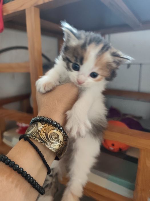 Котята породы Мейн кун