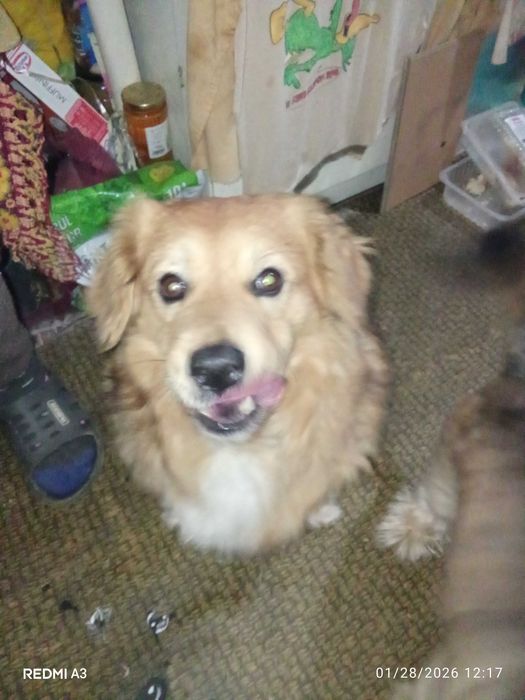 Dau gratis Câine mix Golden retriever