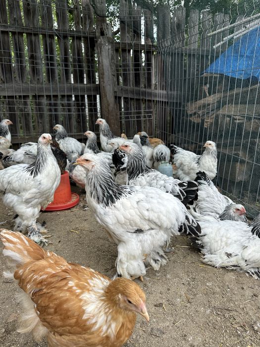 Disponibile perechi/ familii brahma herminat deschis tineret