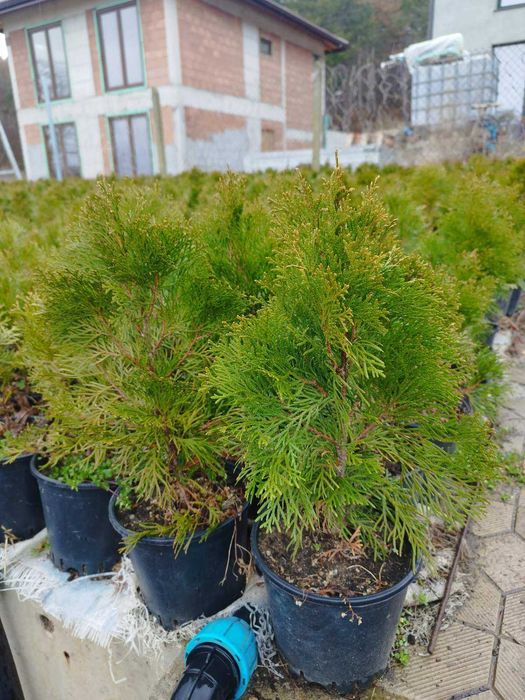 Туя Смарагд 40 см.