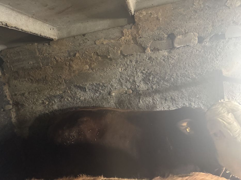 Продам бычок 1год 1 месяц