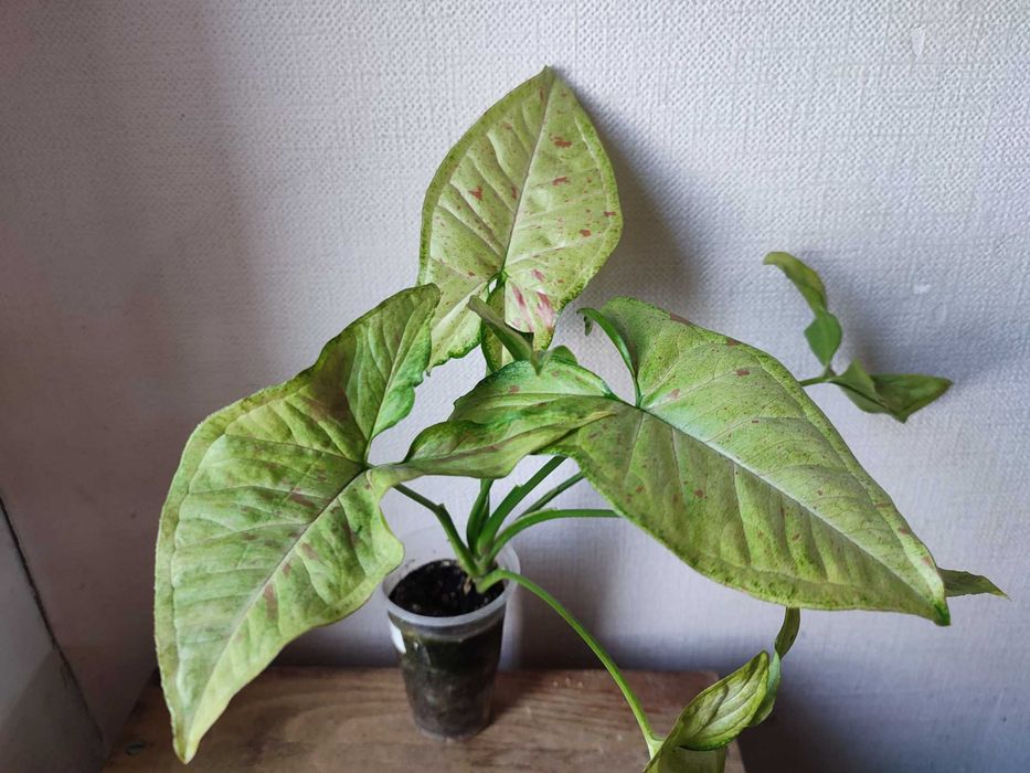 сингониумы. растения комнатные