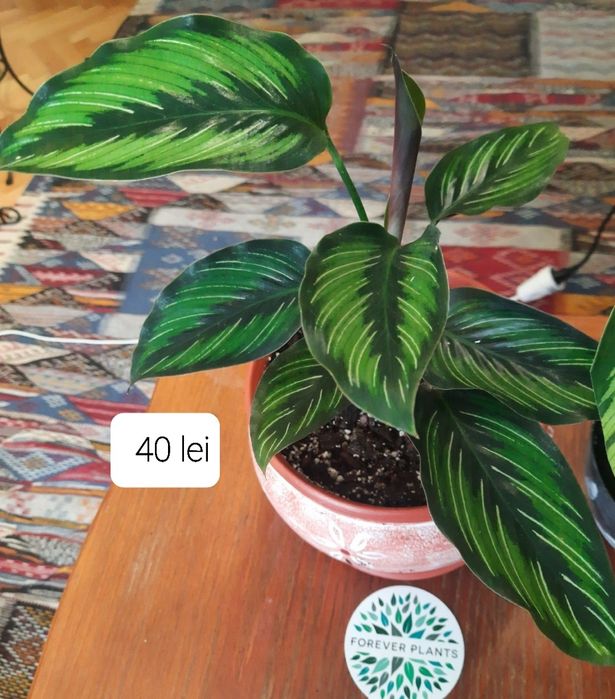 Flori & plante tropicale Calathea , Maranta si Ctenanthe.