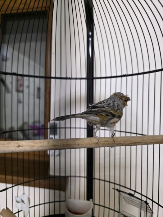 Канарейки пара красное дерево, чёрно-красный мозай