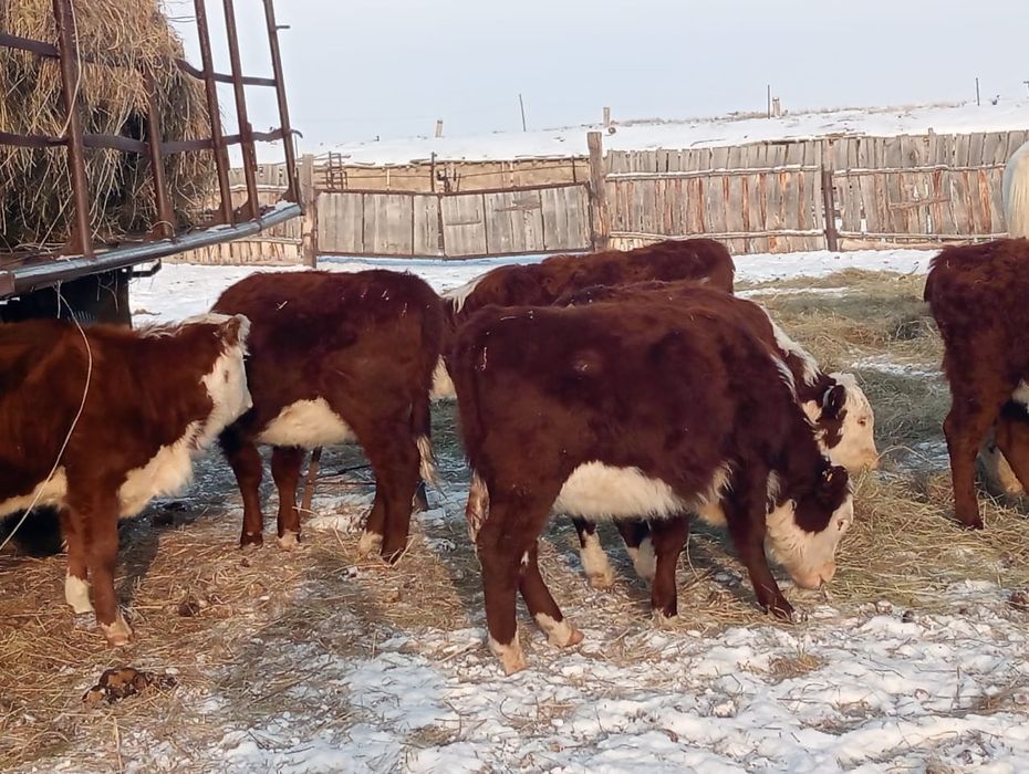 Бычки букалар 50