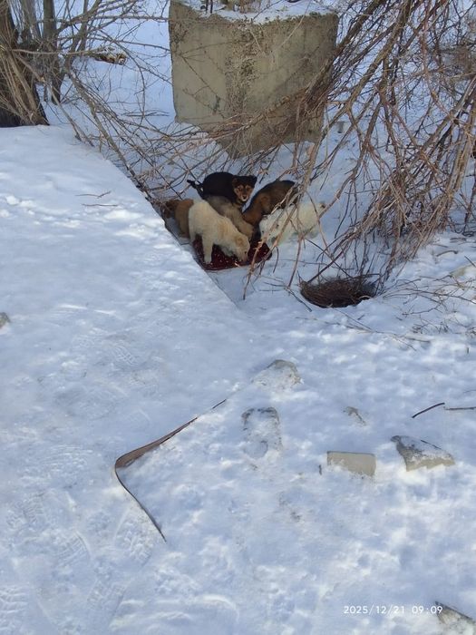 Щенки ищут дом и добрые руки