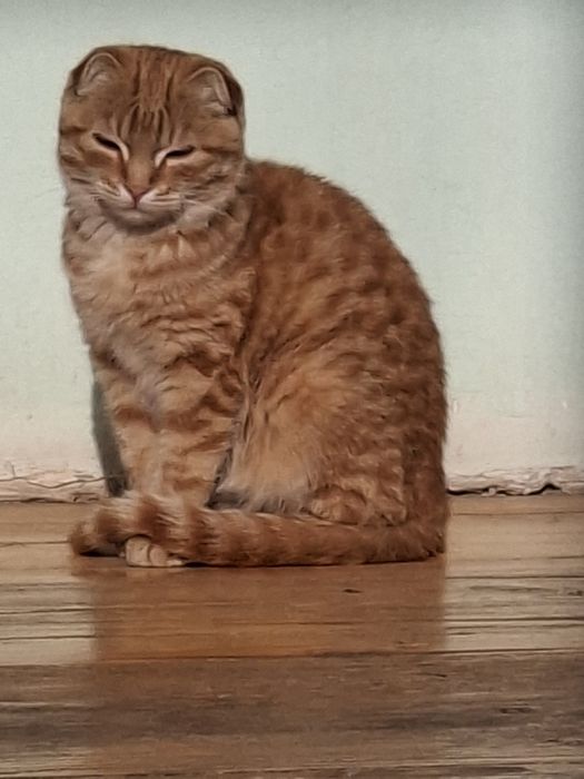 Skotish fold mushukchasi dokumenti bor emlatilgan!