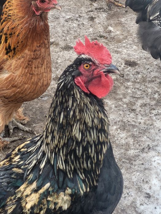 Продам молодых петушков