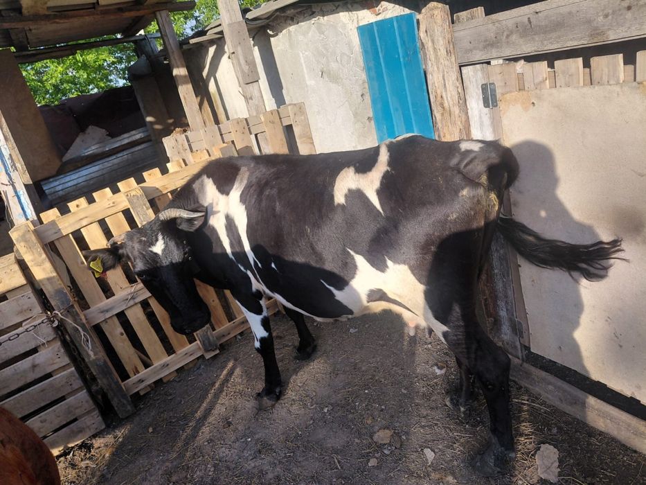 Продам корову.
