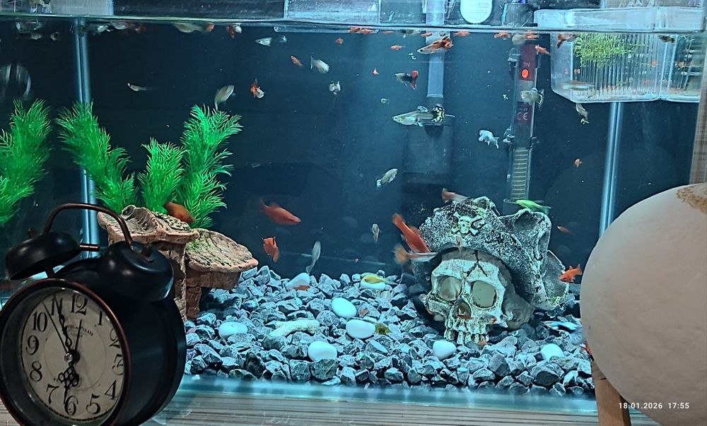 Рыбки Гуппи. Меченосцы.