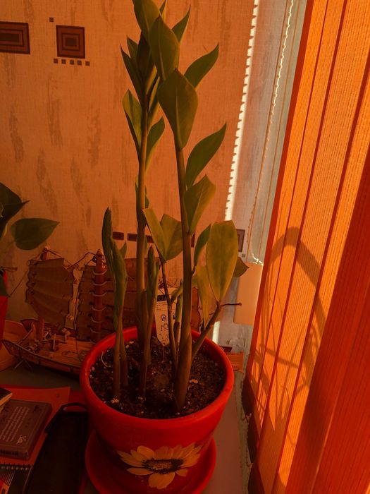 стайни и градински кактуси опунция, момина сълза, здравец йонотера