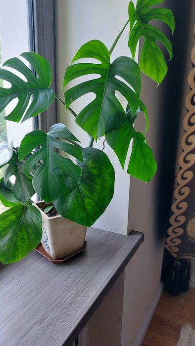Крупнолистная Монстера