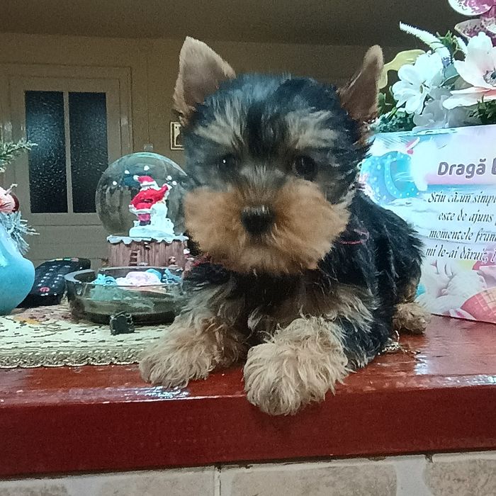 Fetiță Yorkshire Terrier Mini