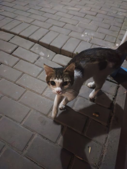 Котенок(мальчик), прошу заберите