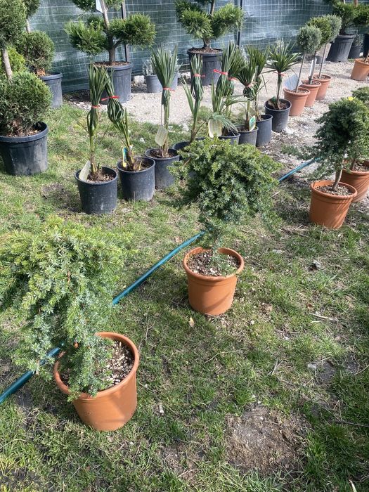 Copăcei pe tijă mai multe