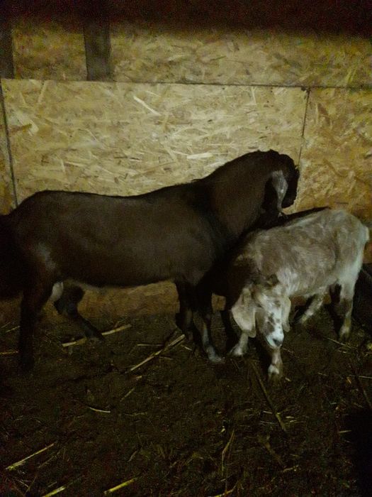 Țap.    de.   vânzare