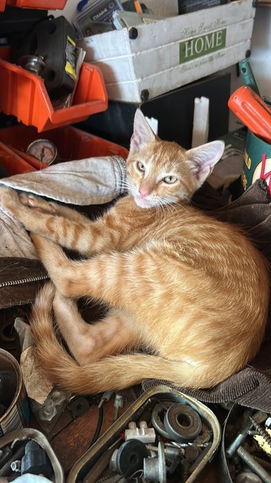 Donez Motănel Ginger