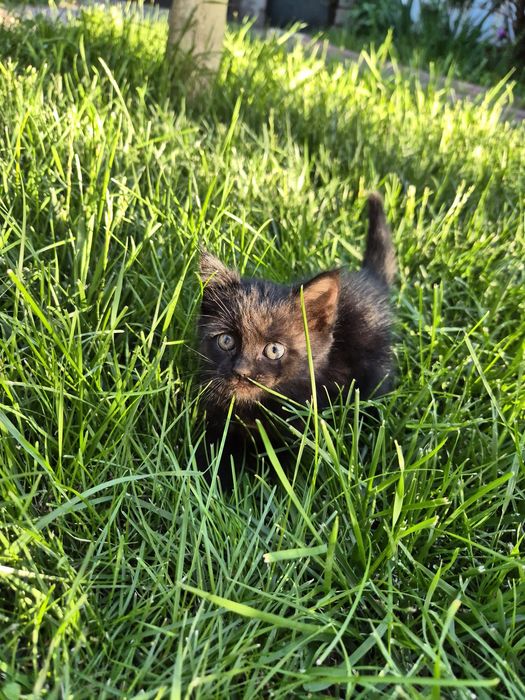 Котёнок, девочка