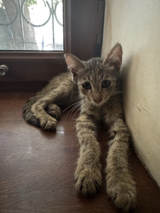 Отдам котёнка в добрые руки